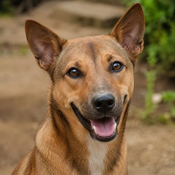 Bantay, an Aspin cared for by the community