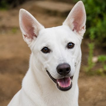 Mutya, an Aspin cared for by the community